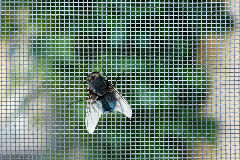 Exceed • Insect & Fly Screens
